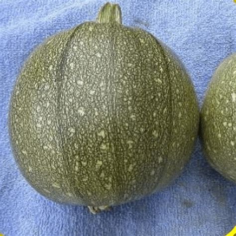 Round Zucchini Seeds | Zucchini Seeds for Planting