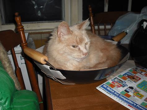 raw chinese food | Furry orange cat sleeping in wok | rabbit57i | Flickr