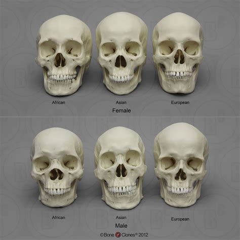 evolution - Can the human chin have developed to protect against combat strangles? - Biology ...