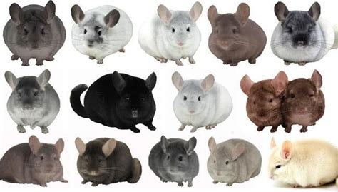 What Color Chinchilla Is Rare