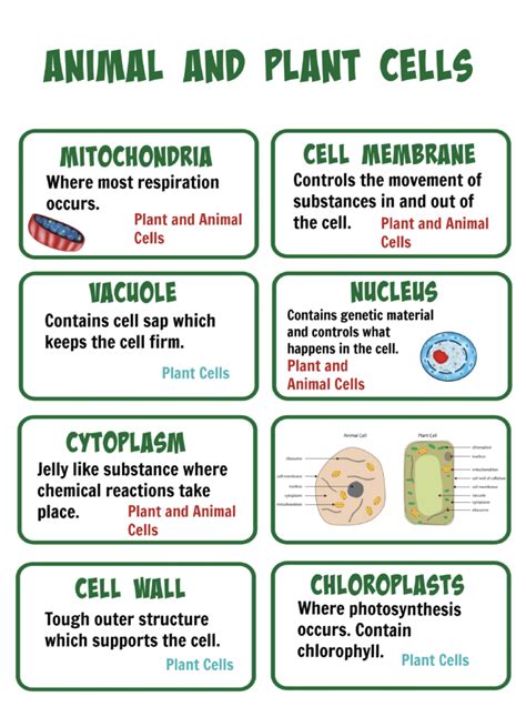 Animal Cell Functions And Definitions