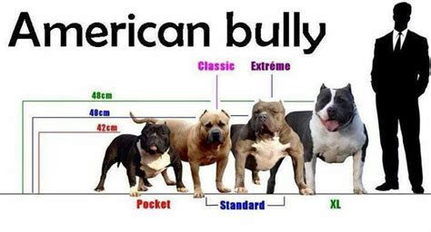 What's American Bully