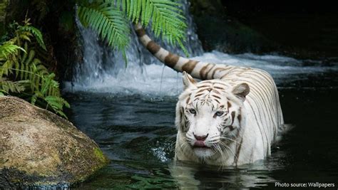 Interesting facts about white tigers – Just Fun Facts