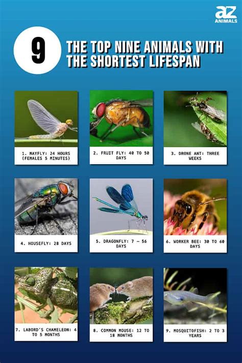 The Top Nine Animals With The Shortest Lifespan - A-Z Animals