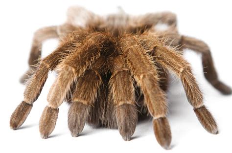 A New Twist on Treating Arachnophobia | Scientific American