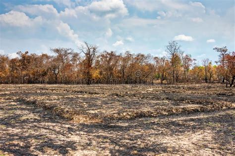 Slash and Burn Agriculture stock image. Image of fallow - 106029251