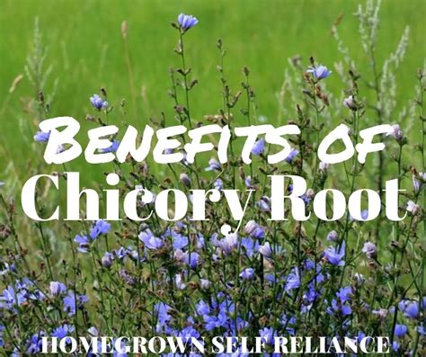 Benefits of Chicory Root - Homegrown Self Reliance