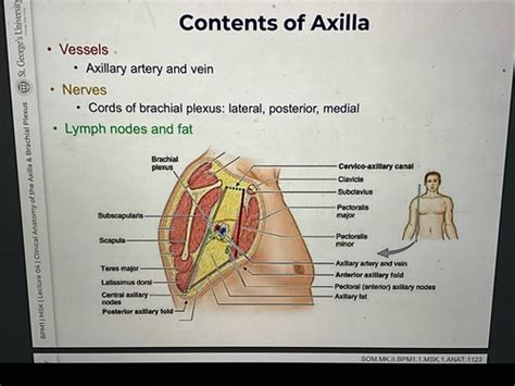 Axilla muscles, arteries, & Brachial Plexus Flashcards | Quizlet