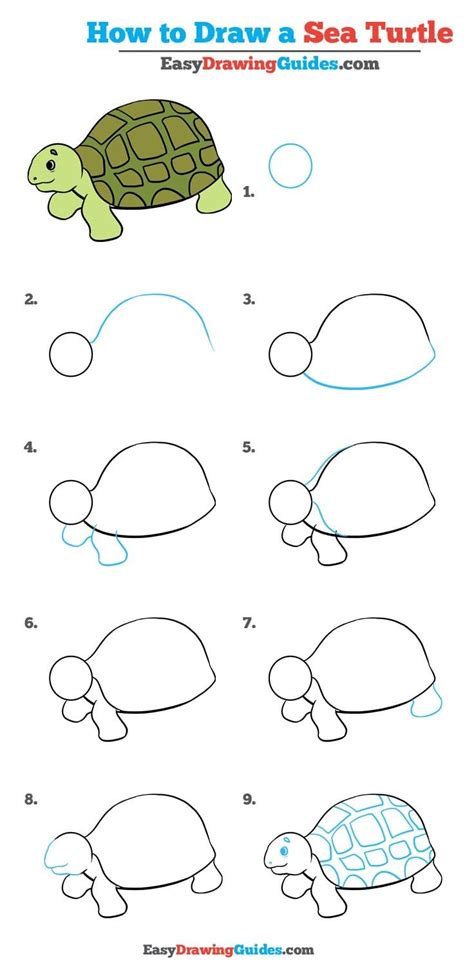 Steps To Draw A Turtle