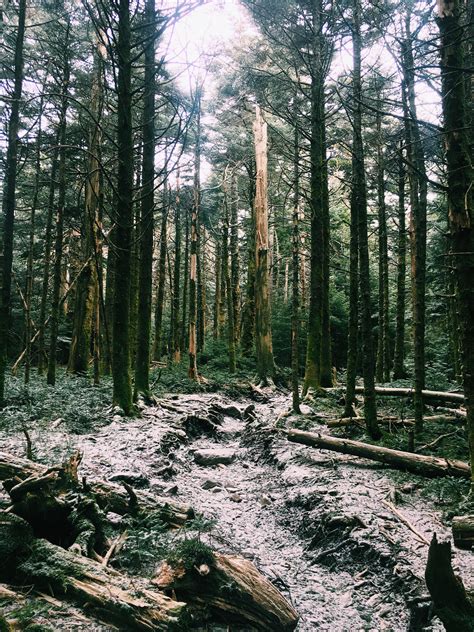 It snowed on Mount Rogers yesterday! : r/VIRGINIA_HIKING