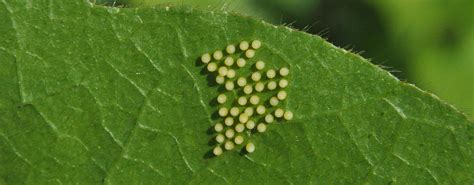 Butterfly Eggs – Otters and Butterflies