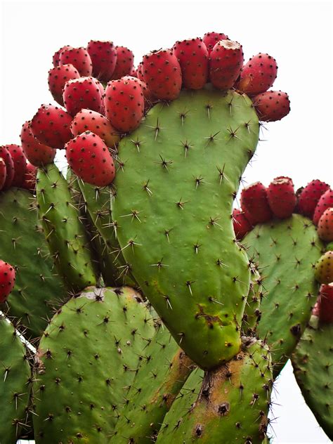 Nopal – NutraWiki