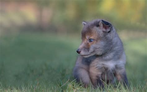 Download wallpapers little fox, wildlife, green grass, fox, predators ...