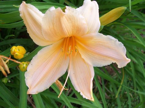 pretty peach color-daylily | Day lilies, Tropical flowers, Woodland garden