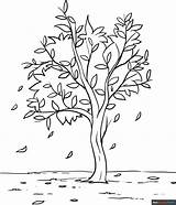 Fall Tree Coloring Page  Easy Drawing Guides sketch template