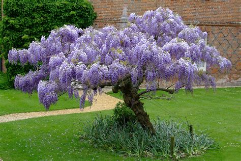 Wisteria Tree - Growing and Planting Tips - Plants Spark Joy