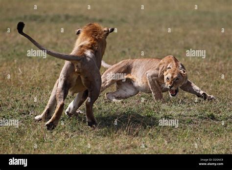 African male lions fighting hi-res stock photography and images - Alamy