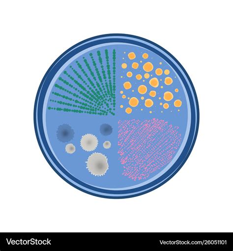 Growth bacteria colonies in petri dish Royalty Free Vector