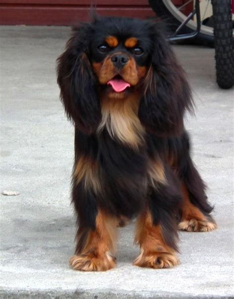 Image result for cavalier king charles spaniel black and tan | King ...