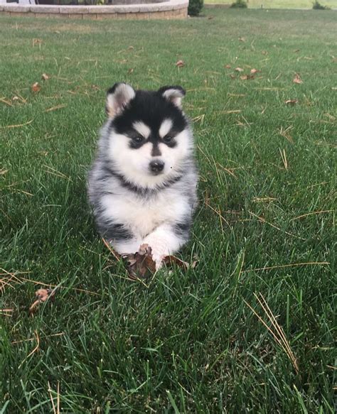 Pomsky Puppies For Sale | California 1, CA #247997