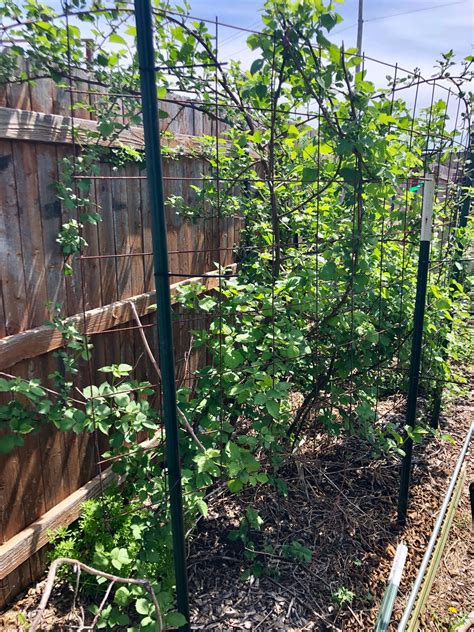 We transplanted this blackberry bush from Marcum's Nursery a couple years ago and it has thrived ...