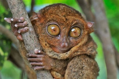 Tarsier Monkey - Description | Species | Habitat | Facts - Primates Park