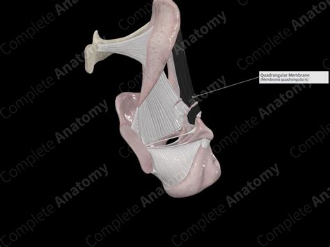 Quadrangular Membrane | Complete Anatomy