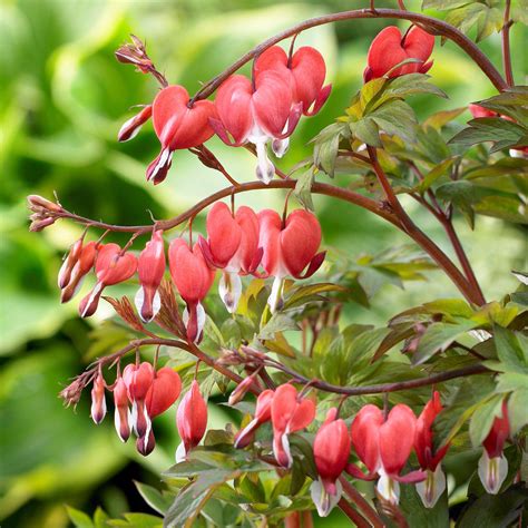 Red Bleeding Hearts | Lady in the Bath | Dicentra Spectabilis Valentine ...