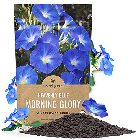 Best Heavenly Blue Morning Glory Seeds To Plant