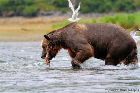 Raw Bear Power- Portfolio of a Giant Old Grizzly