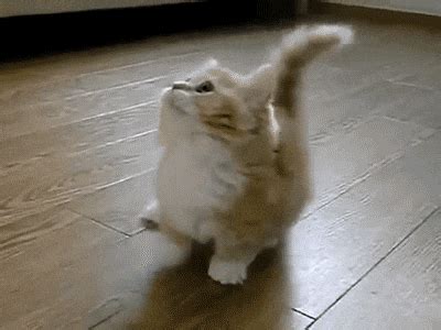 Confused Cat GIF - Find & Share on GIPHY