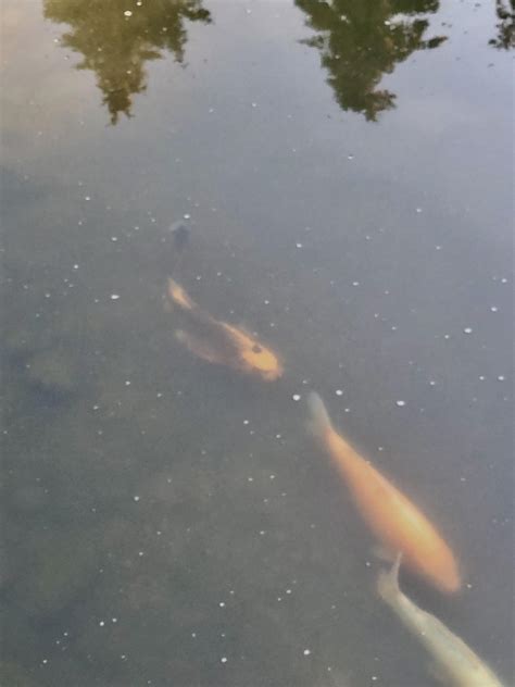 Carp with human face?? : r/oddlyterrifying