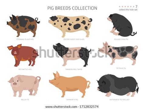 Pig Breeds Collection 7 Farm Animals Stock Vector (Royalty Free ...