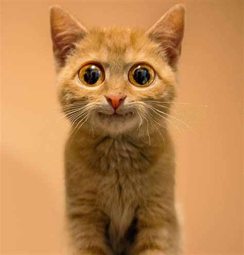 Funny Big Eyed Kitten Smiling | Cats with big eyes, Kitten, Orange tabby cats