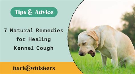 7 Natural Remedies for Healing Kennel Cough