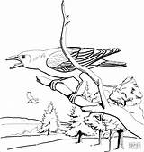 Crow For Coloring Pages sketch template