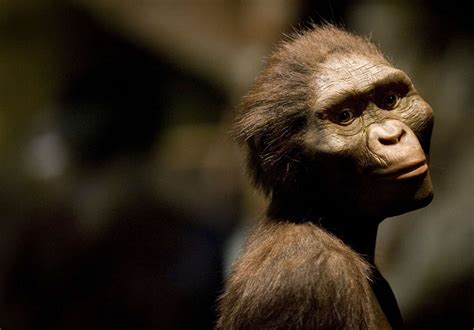 8 Interesting Facts About Lucy the Ancient Ape