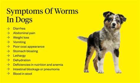 Tapeworm In Dogs: Symptoms, Causes Treatments | ubicaciondepersonas.cdmx.gob.mx