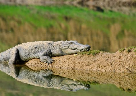 Adventure in National Chambal Wildlife Sanctuary (2021)