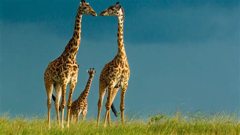 Free Giraffe Wallpapers Download