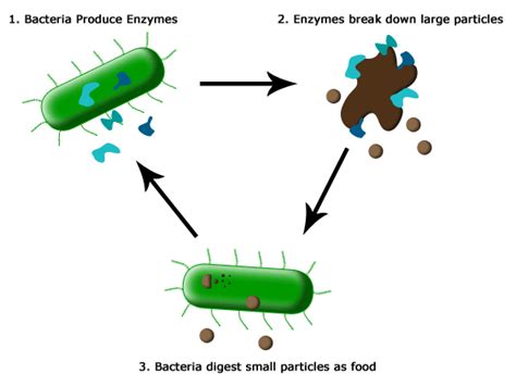 Biosmart Technologies - Bacteria and Enzymes