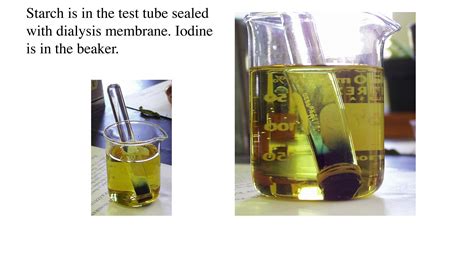 ‎Diffusion of iodine, but not starch, across a differentially permeable ...