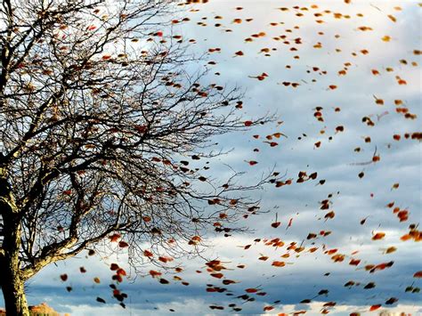 Gust of wind blowing leaves off a tree in autumn. | Smithsonian Photo ...