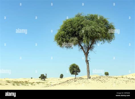 Ghaf tree in desert landscape with blue sky Stock Photo - Alamy