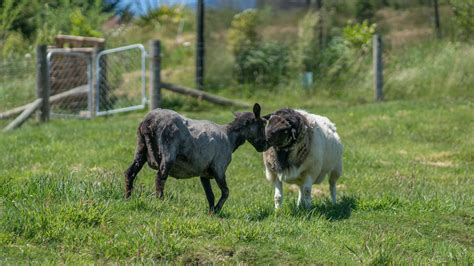 Sheep shearing - Some Austrians in New Zealand