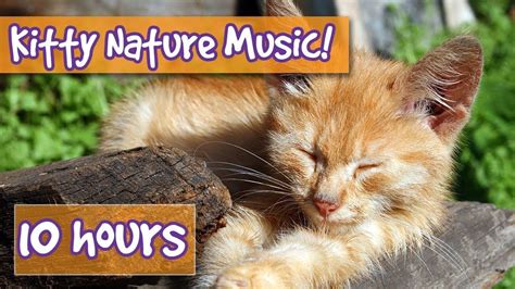 Relaxing Cat and Kitten Music with Nature Sounds! Music to Calm Cats ...