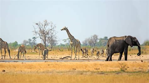 Hwange National Park and Victoria Falls - Steppes Travel