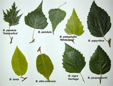 Trees of Santa Cruz County: Betula pendula - European Weeping Birch