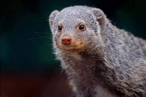 Banded Mongoose Facts - CRITTERFACTS