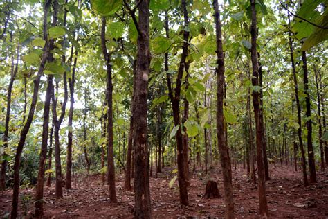 How teak forests are threatening livelihoods of Kutia Kondh tribe of ...